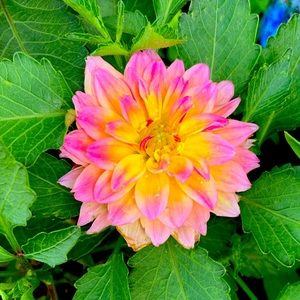 Meet your Posher, Karinda